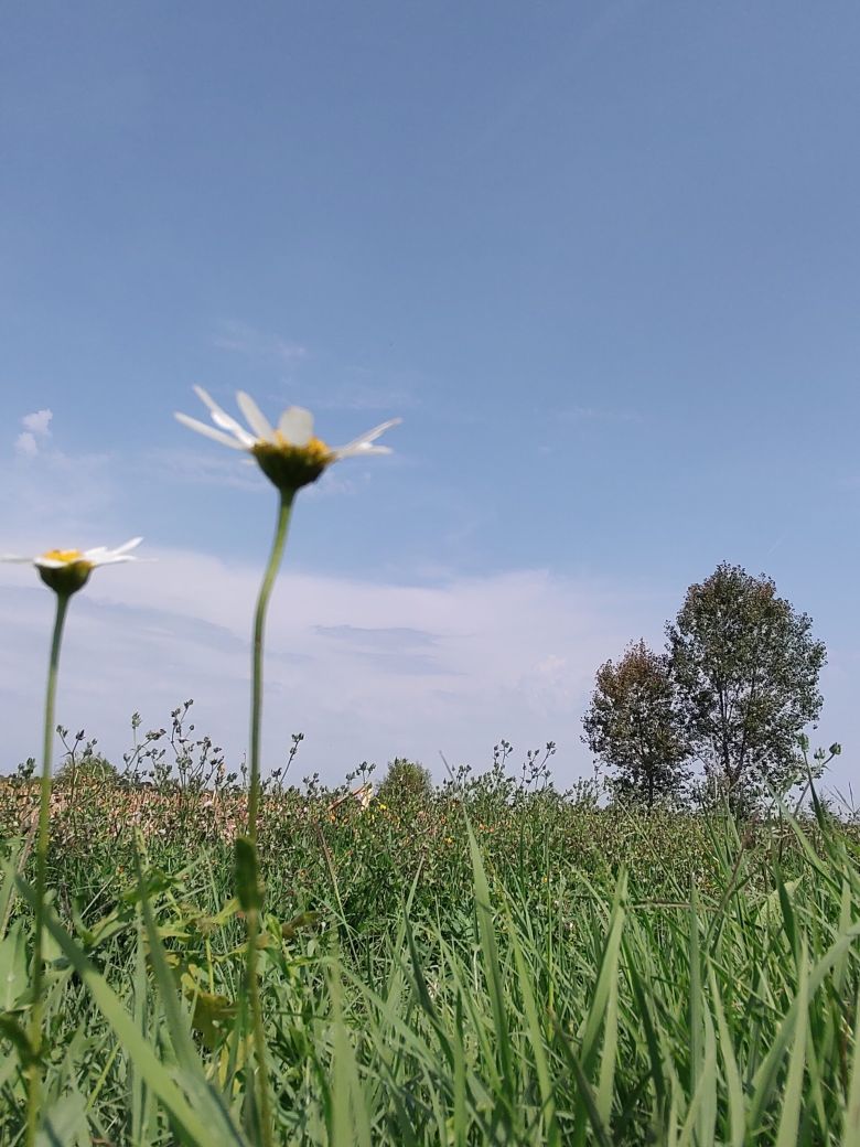 fiori e prato