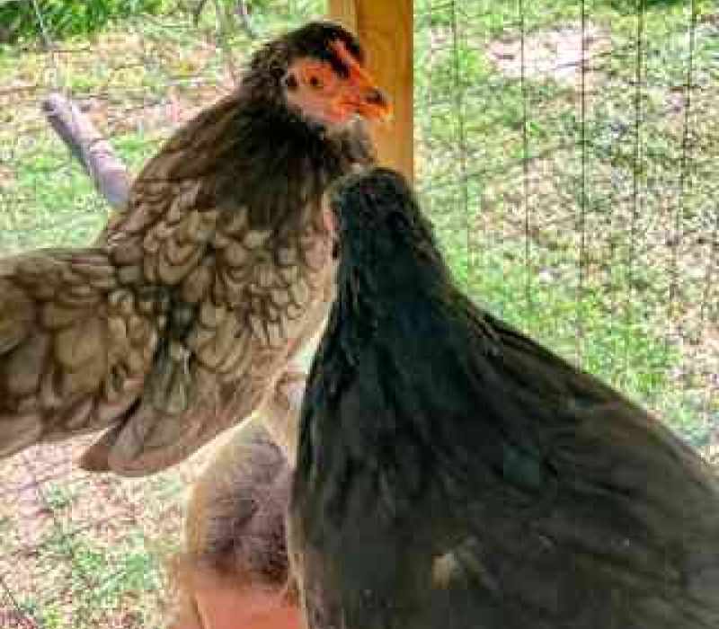 minnie 3 gallina