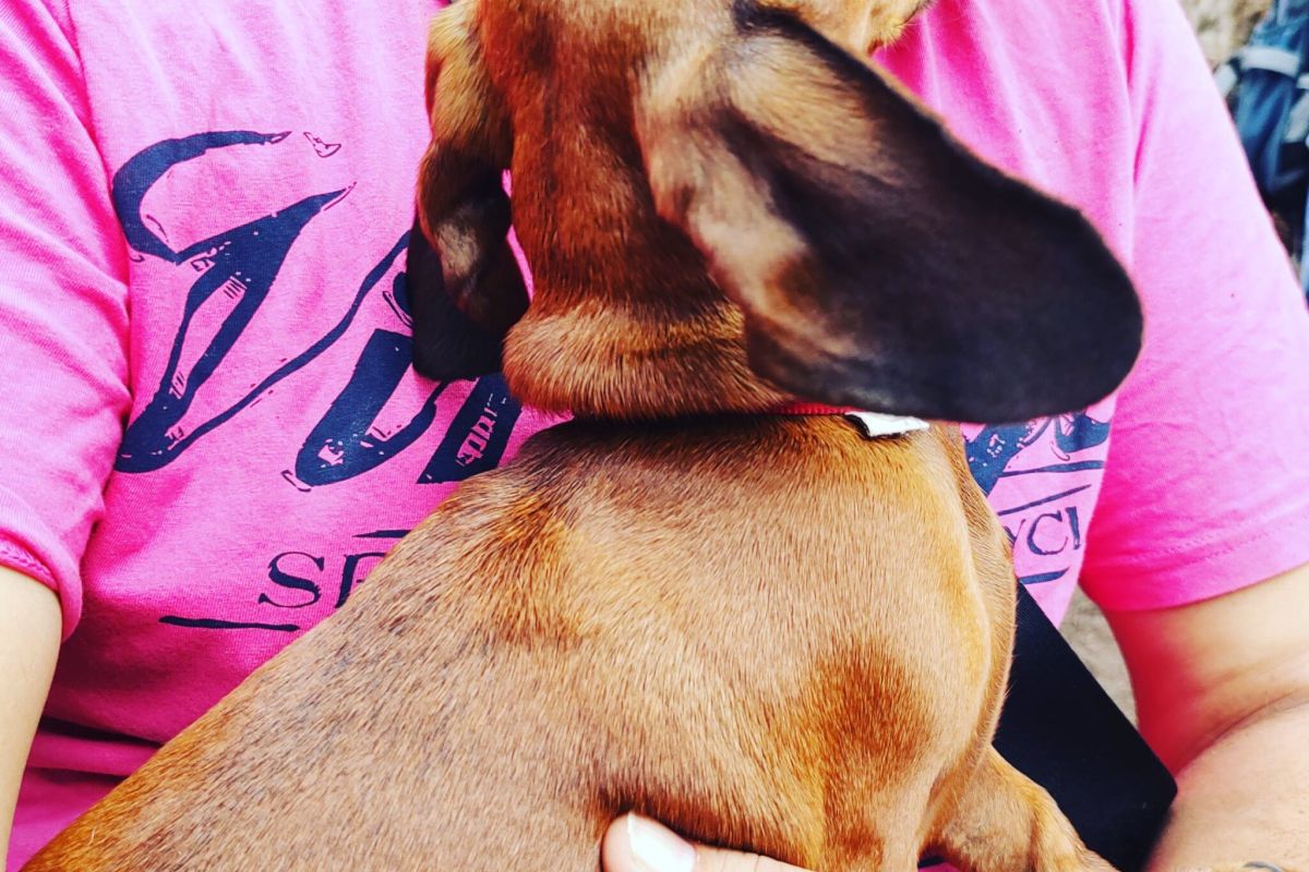 pet therapy con bassoto in braccio