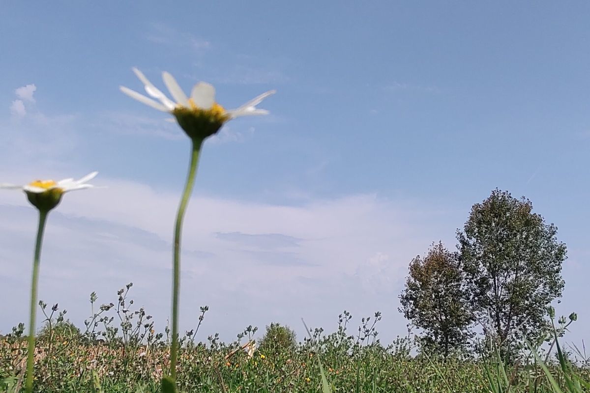 fiori e prato