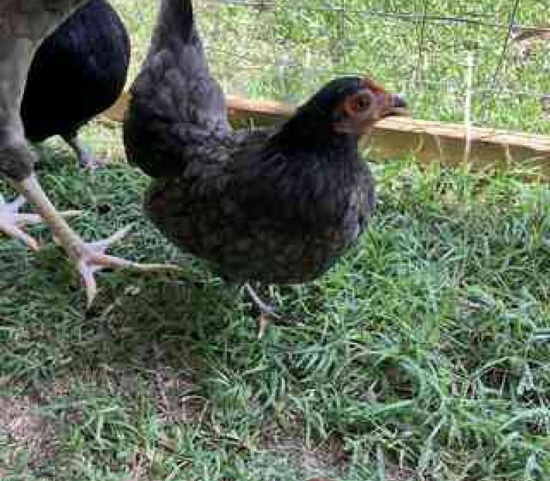 Trillie gallina