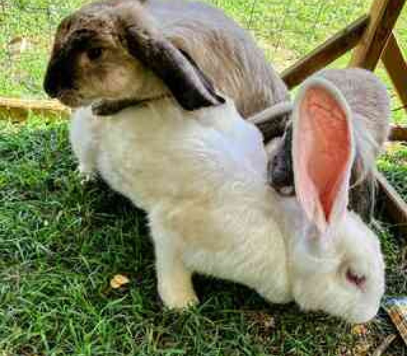 Flyn e April conigli