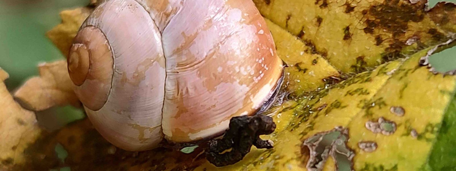 lumaca su foglia gialla