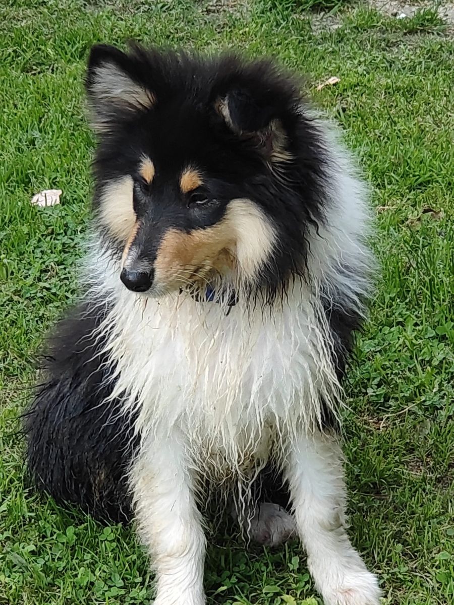 pastore scozzese cucciolo