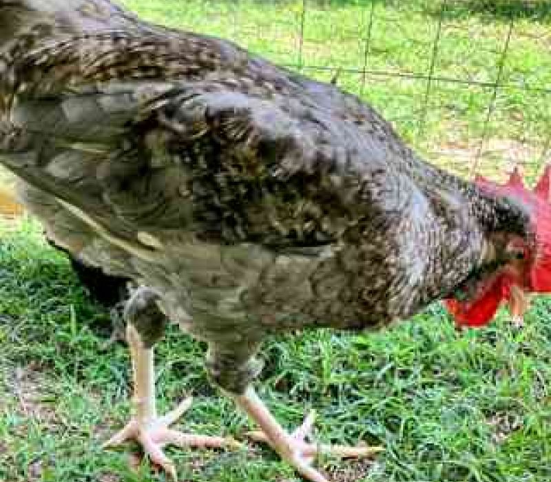 gallo adam