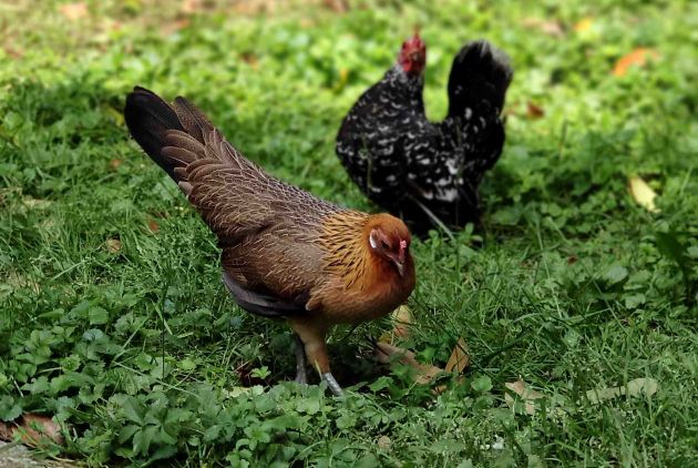 due galline in mezzo al prato