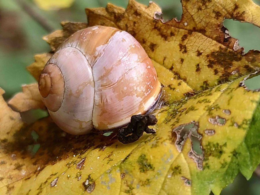 lumaca su foglia gialla
