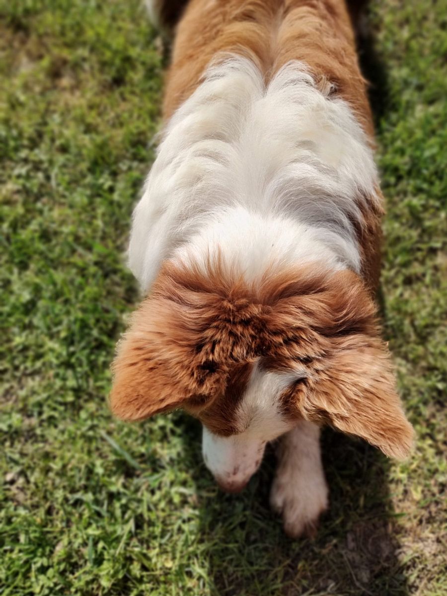 border collie marrone