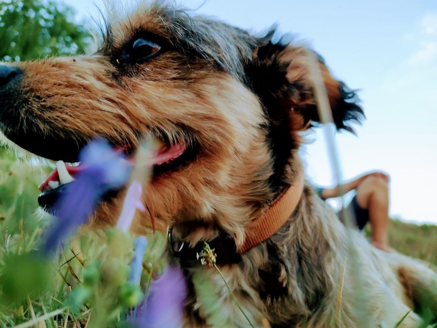 cane meticcio